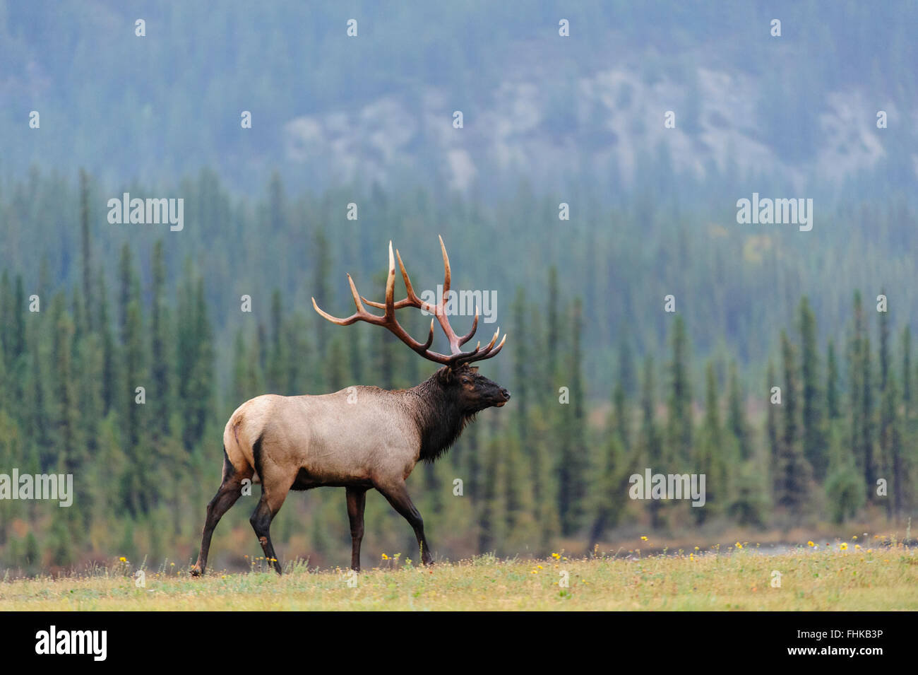 Wapiti Cervus Elaphus Canadensis Banque De Photographies Et D images Wapiti Cervus Elaphus Canadensis Banque De Photographies Et D images