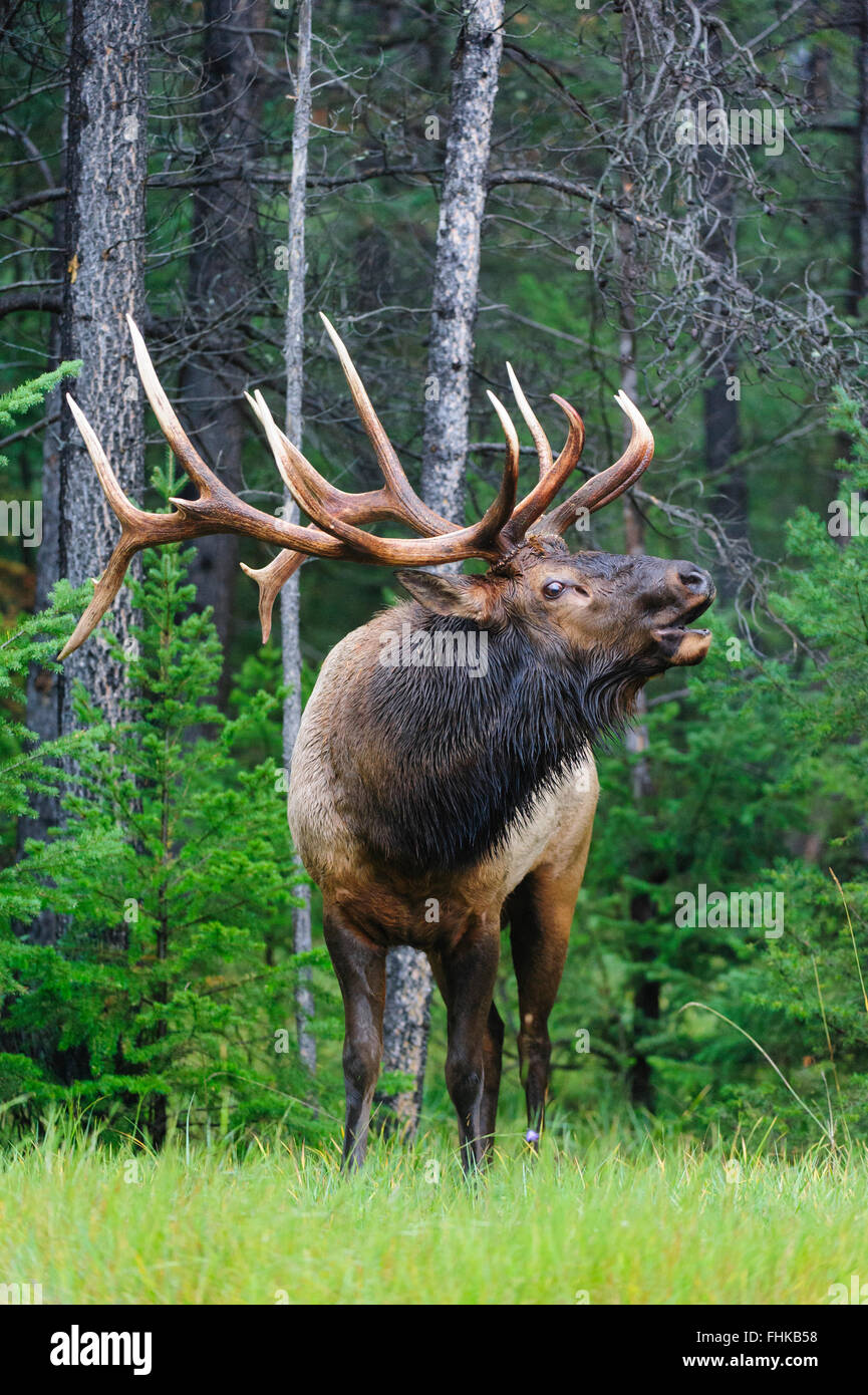 Bull brames Wapitis (Cervus elaphus canadensis), Montagnes Rocheuses Banque D'Images