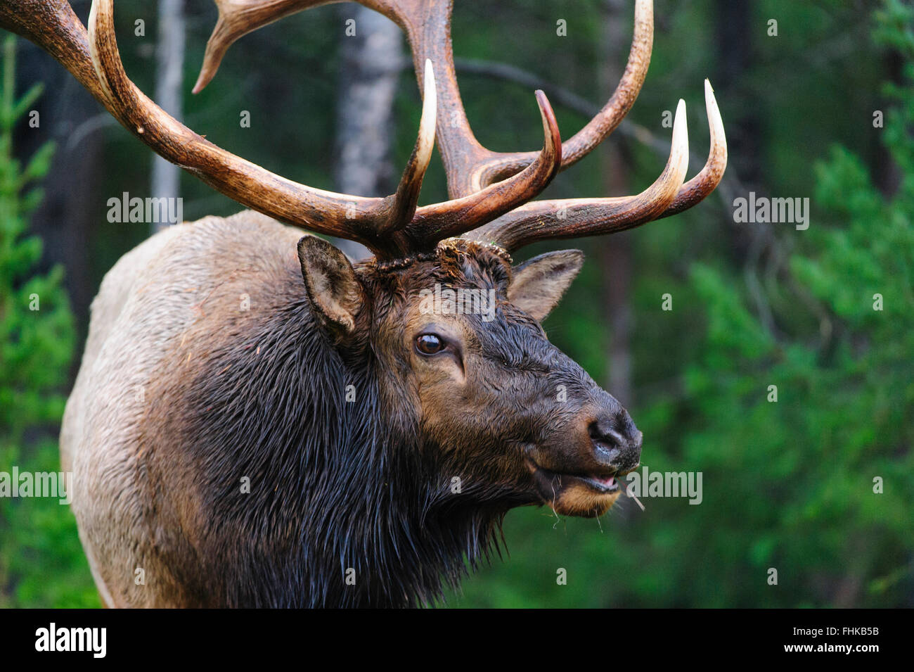 wapiti-cervus-elaphus-canadensis-banque-de-photographies-et-d-images