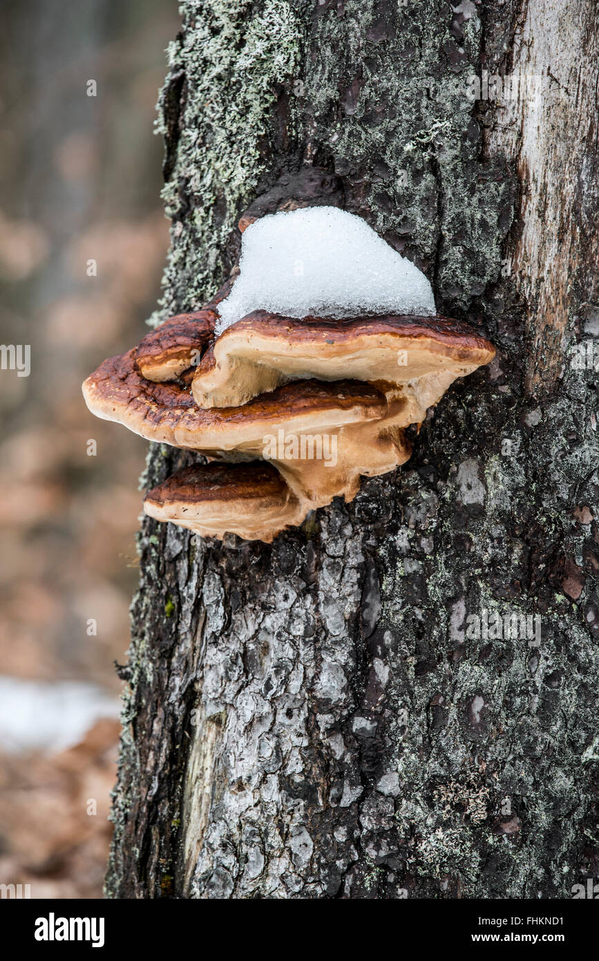 Le support (benjoin Ischnoderma benzoinum / Boletus benzoinus Wahlenb.) sur le tronc de l'arbre en hiver Banque D'Images