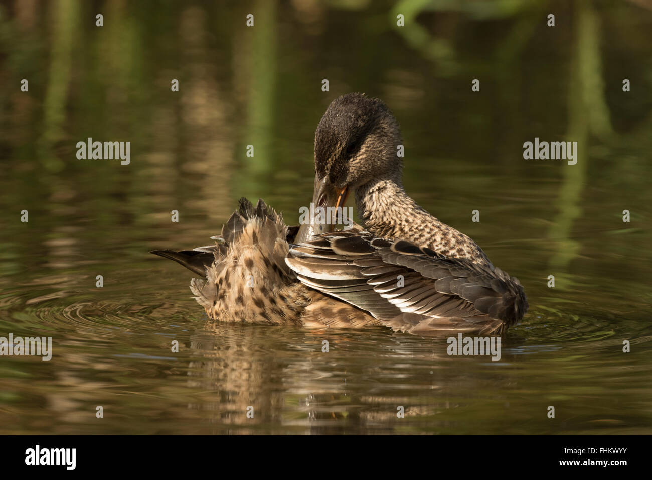 Le Canard souchet (Anas clypeata), ou le canard souchet en anglais britannique, parfois connu simplement comme le canard souchet, est une pers Banque D'Images