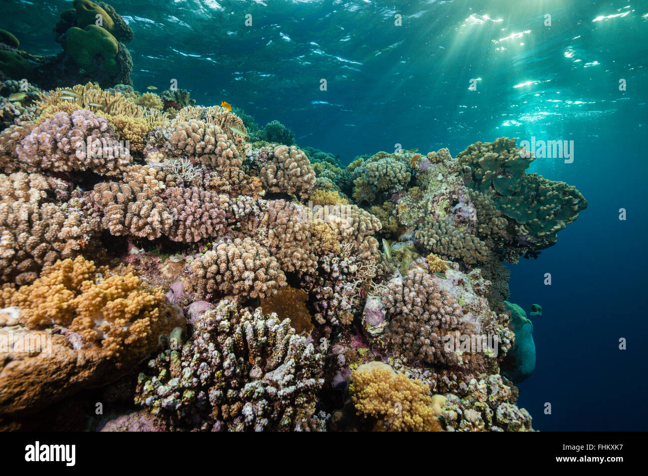 Récif de corail dur, Sanganeb, Mer Rouge, au Soudan Banque D'Images