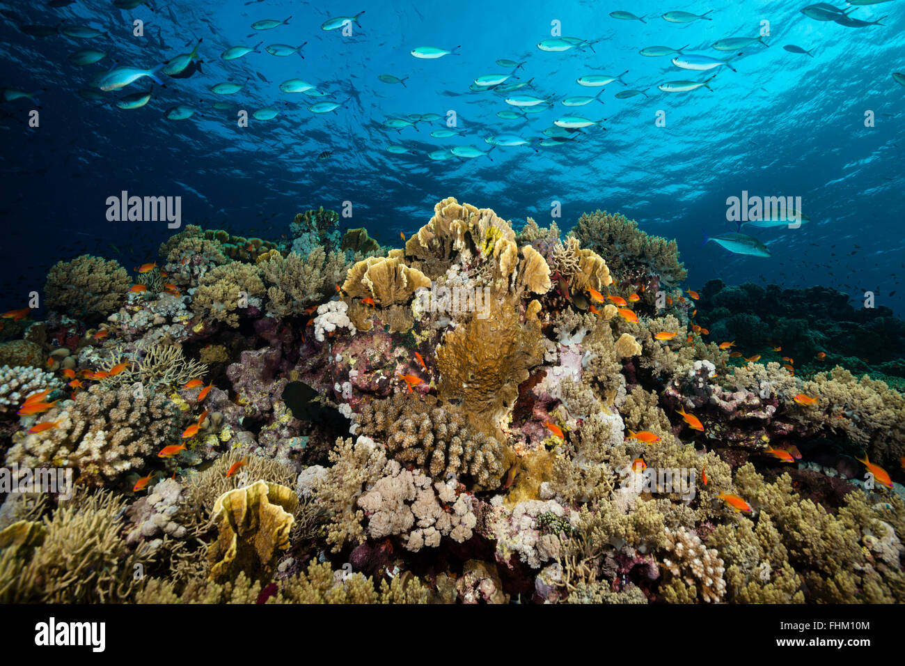 Récif de corail dur, Shaab Rumi, Mer Rouge, au Soudan Banque D'Images