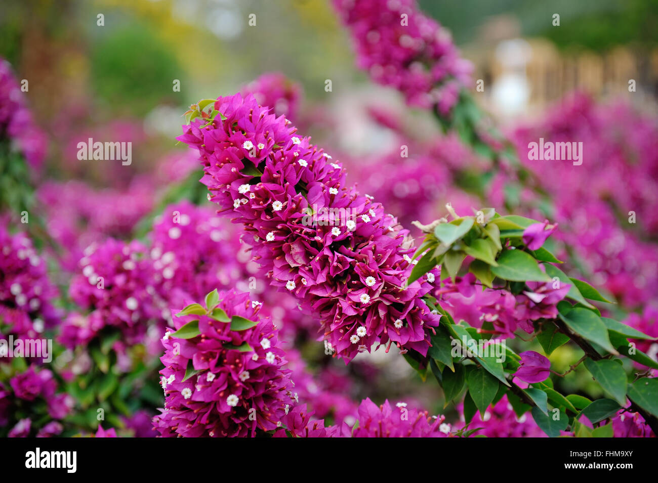 Belles fleurs rouges dans le parterre de fleurs Banque D'Images