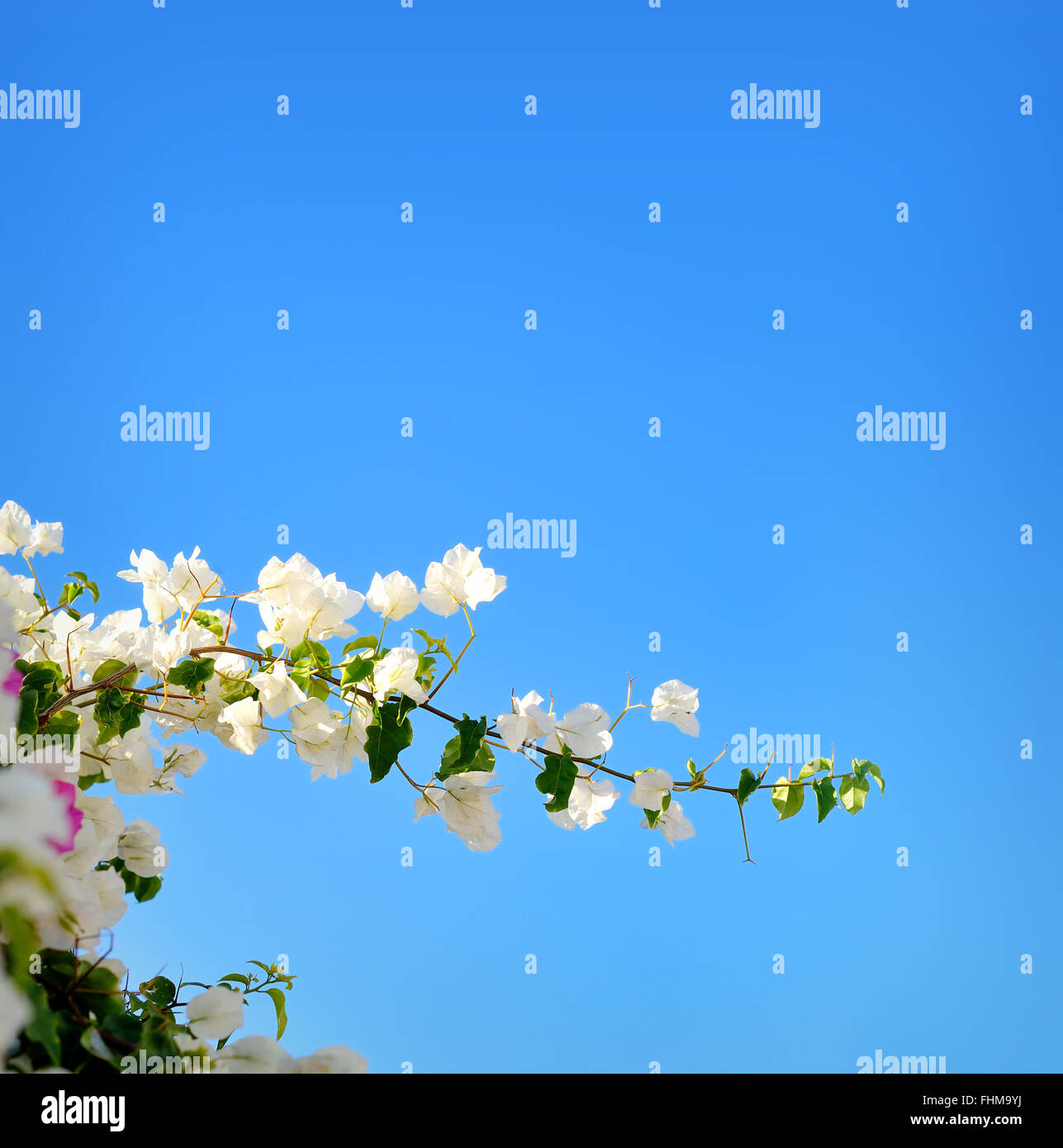 Printemps en fleurs les branches d'arbres avec des fleurs blanches sur le ciel bleu, la frontière abstraite nature background Banque D'Images