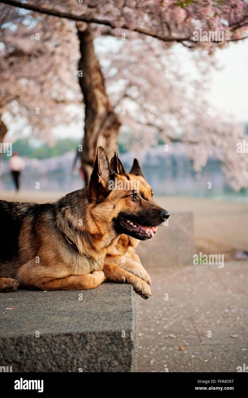 Regarder les chiens du soleil sur le Tidal Basin Banque D'Images