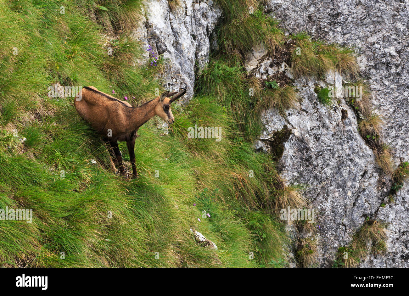 Chamois en ordre décroissant sur une montagne Banque D'Images