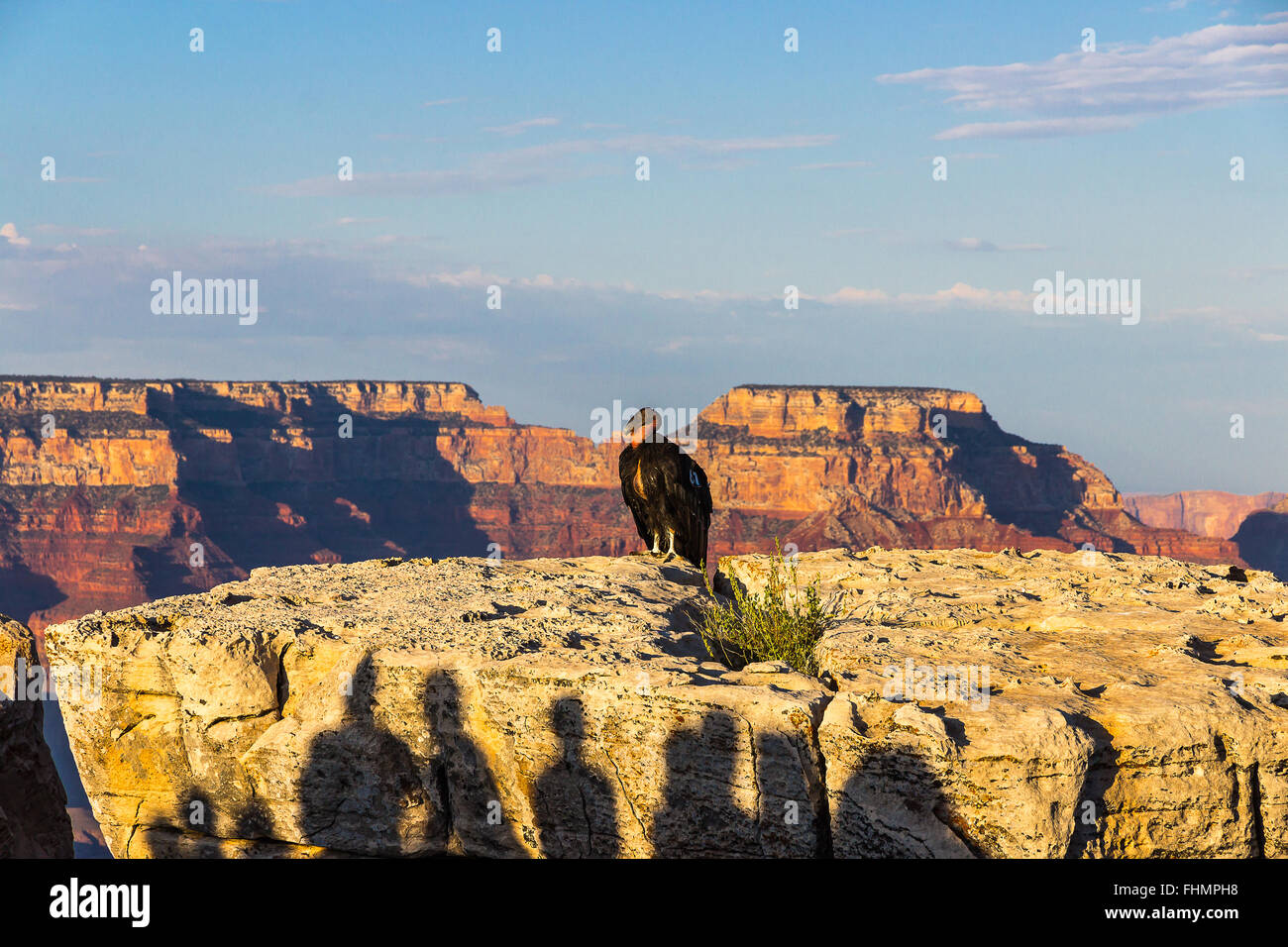 Condor de Californie Banque D'Images