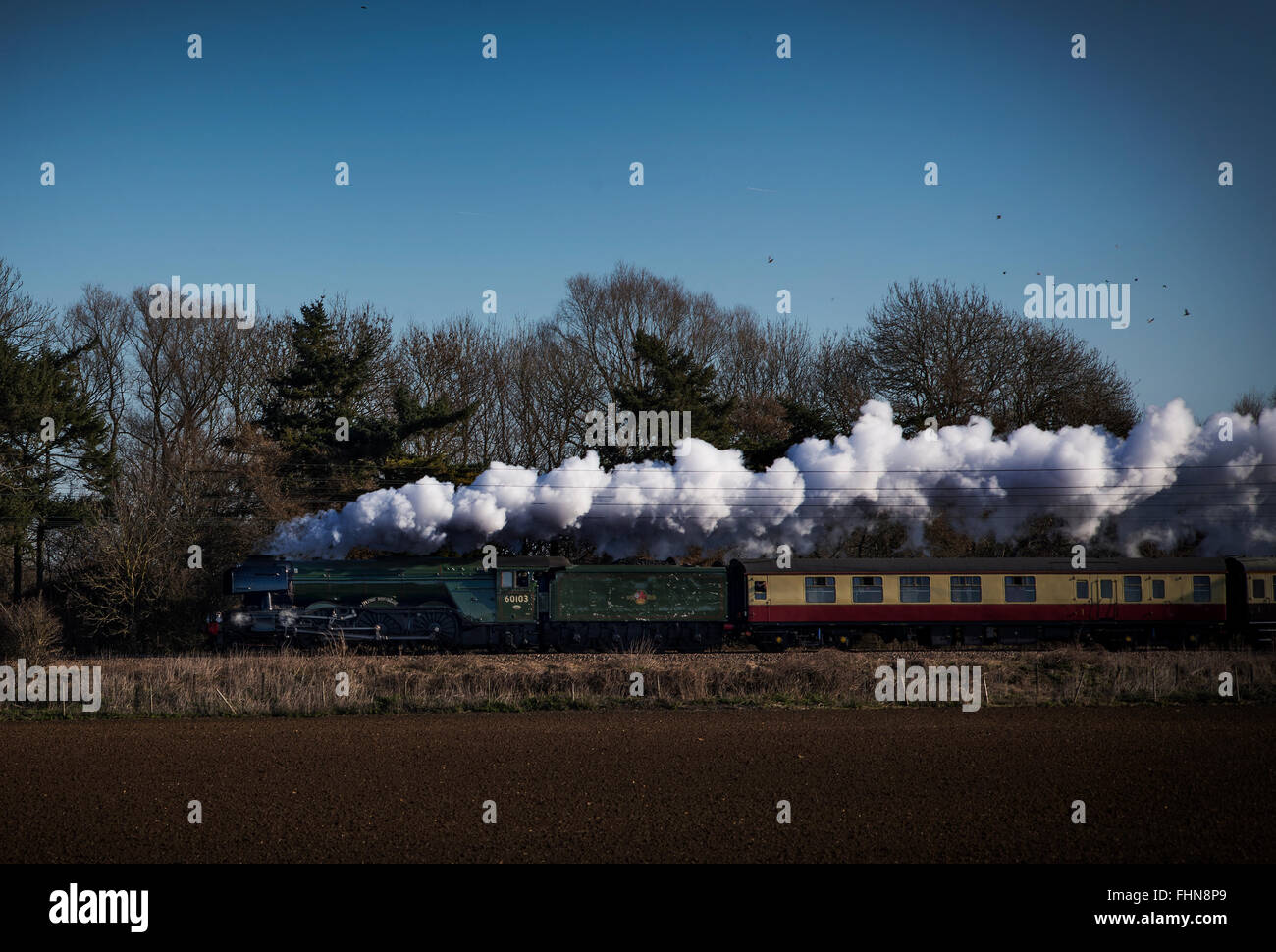 The Flying Scotsman locomotive à vapeur entre Peterborough et Tallington sur East Coast Main Line. D'abord exécuter après travaux Banque D'Images