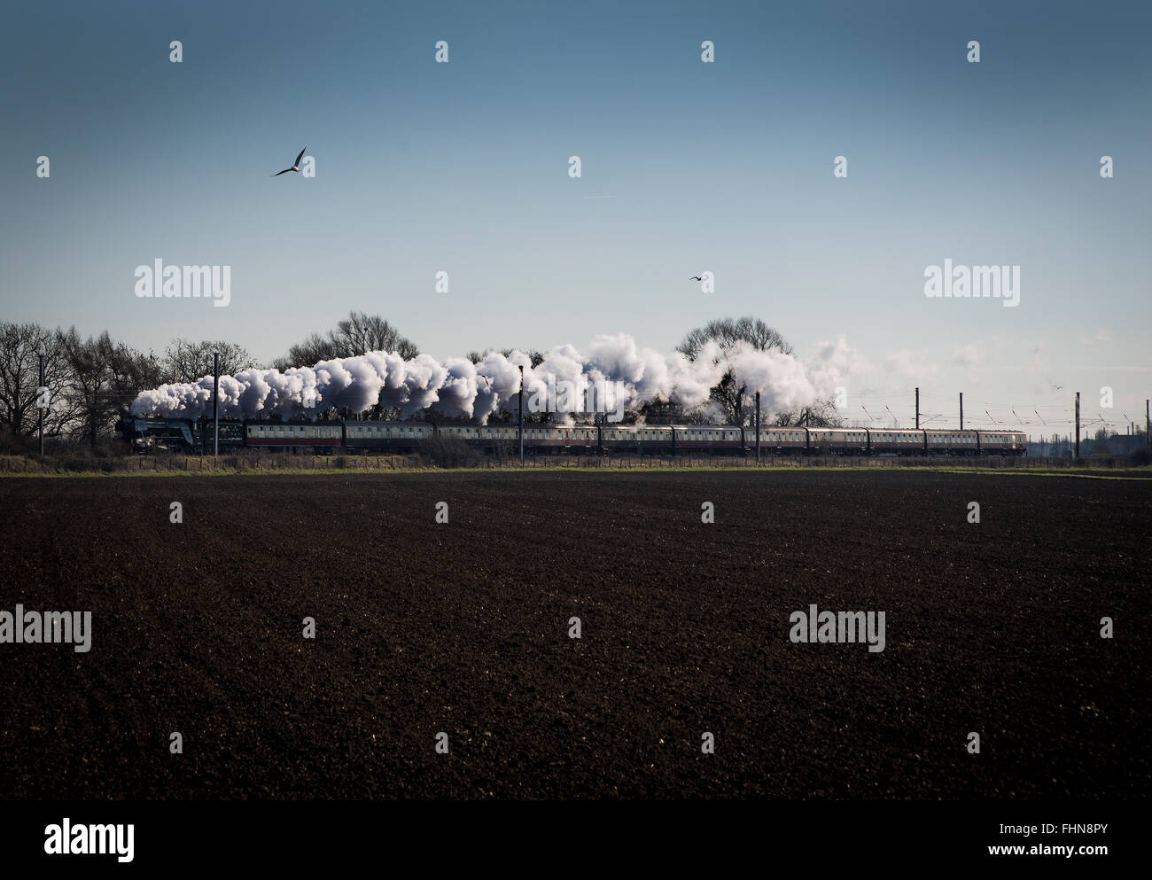 The Flying Scotsman locomotive à vapeur entre Peterborough et Tallington sur East Coast Main Line. D'abord exécuter après travaux Banque D'Images
