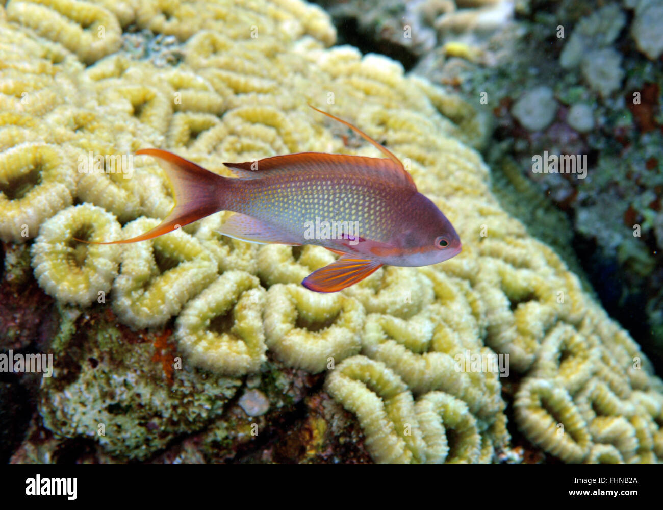 Homme scalefin ou lyretail anthias Pseudanthias squamipinnis,, et les récifs coralliens, Eilat, Israël, Mer Rouge Banque D'Images