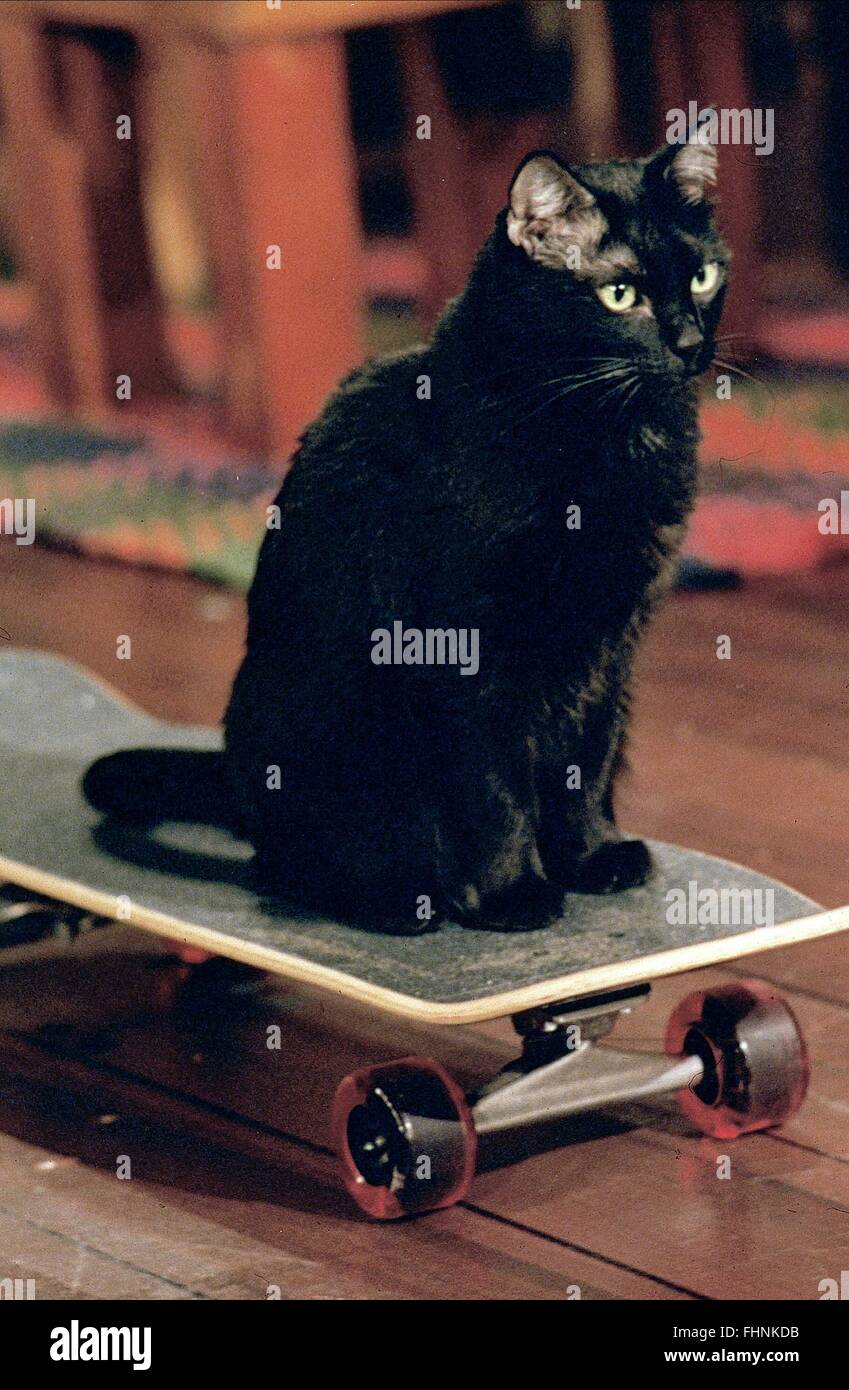 Salem Le Chat Sabrina La Sorciere D Adolescent Saison 1 1996 Photo Stock Alamy