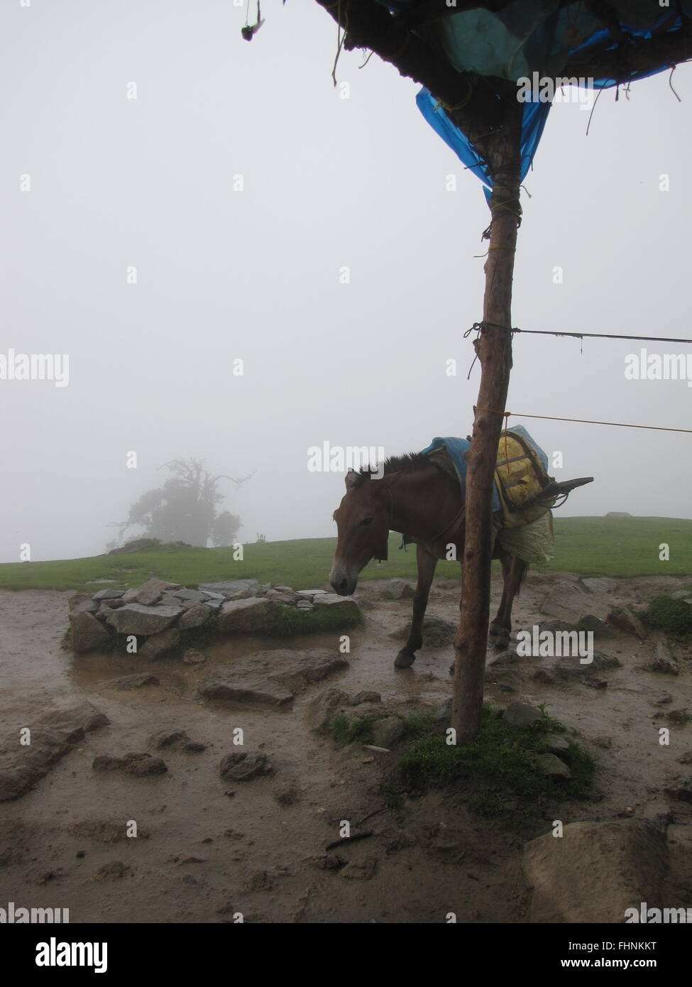 Triund Inde misty rainy day pack donkey se tient dans la boue par l'abri de bâches, upper Pradesh, Himachal, contreforts de l'himalaya Banque D'Images