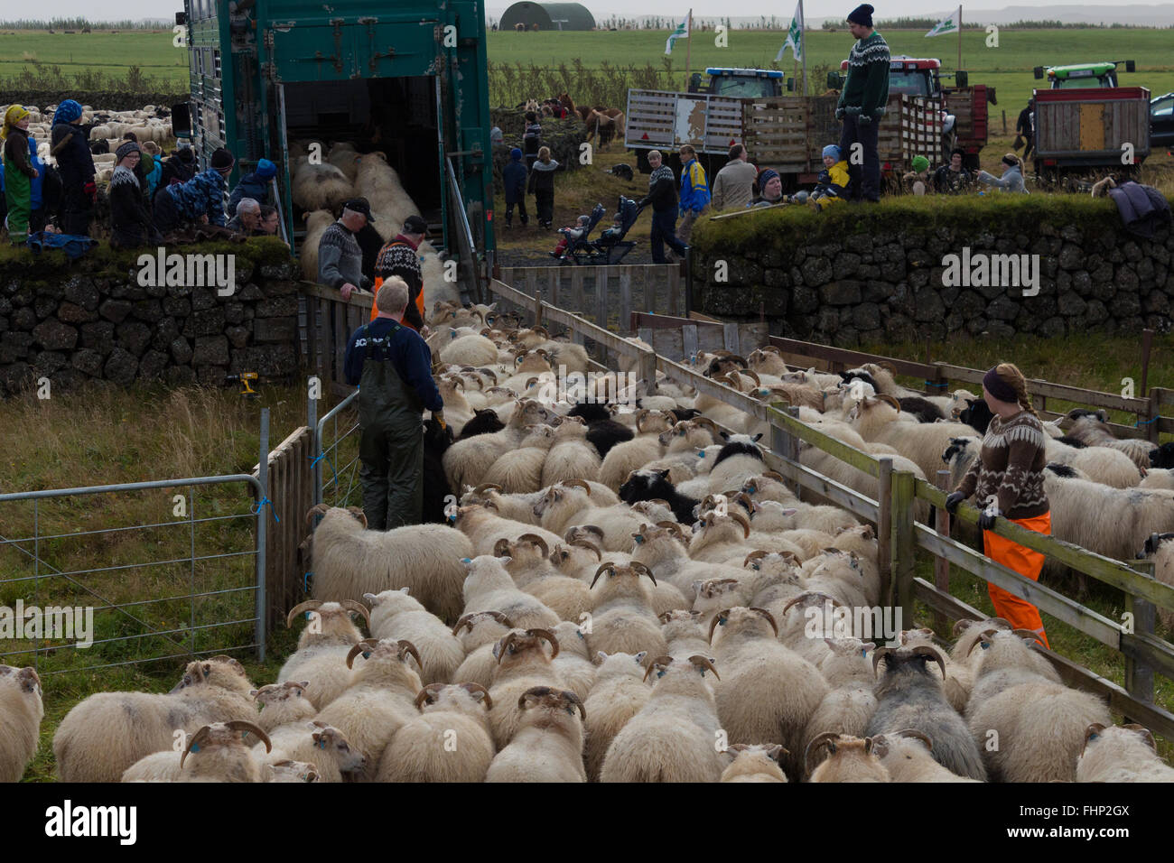 Roundup moutons en Islande Banque D'Images