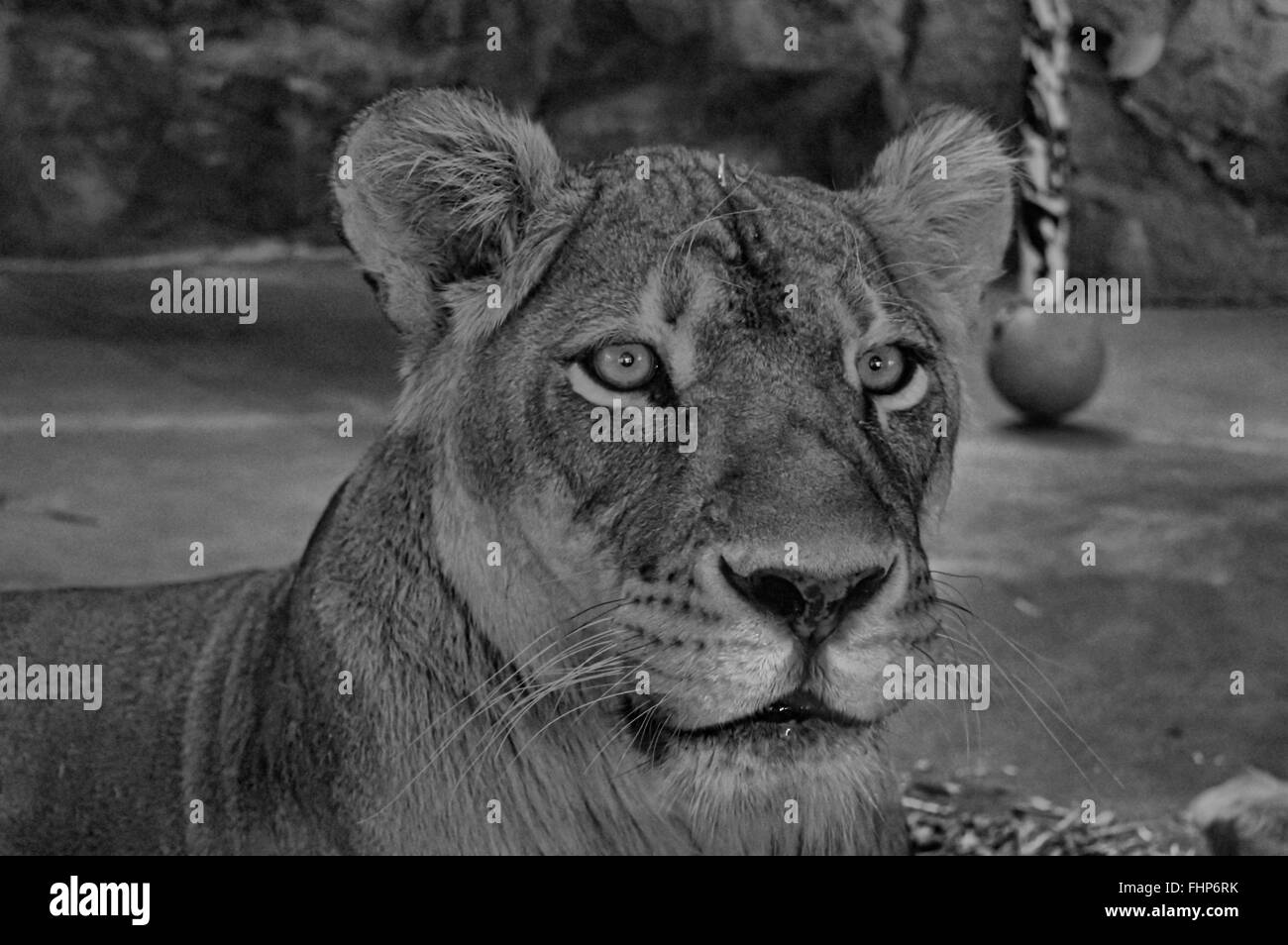 Lion Banque D'Images