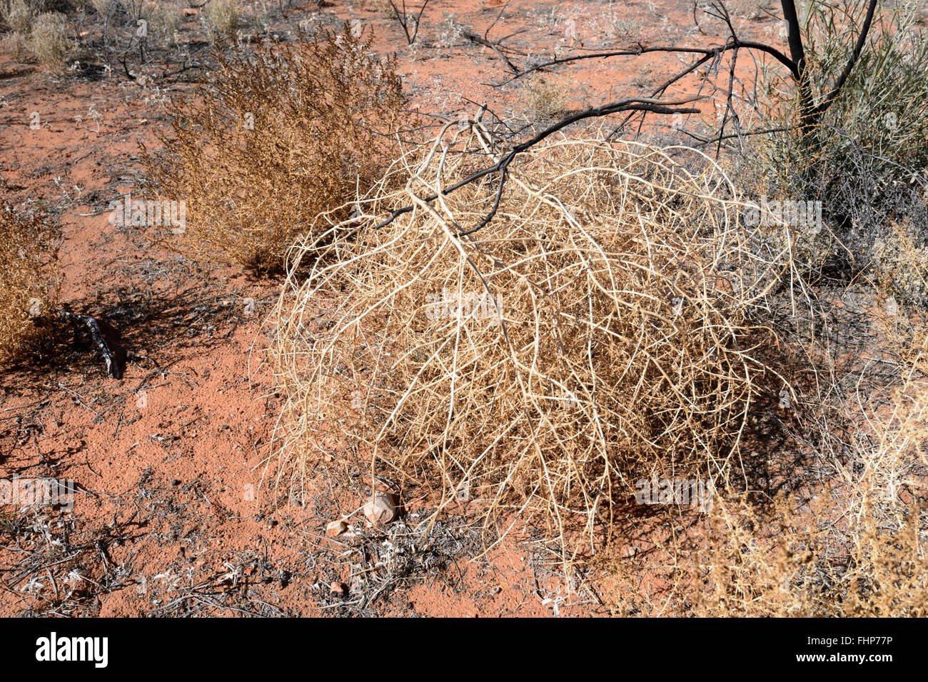 La végétation du désert, Territoire du Nord, Australie Banque D'Images