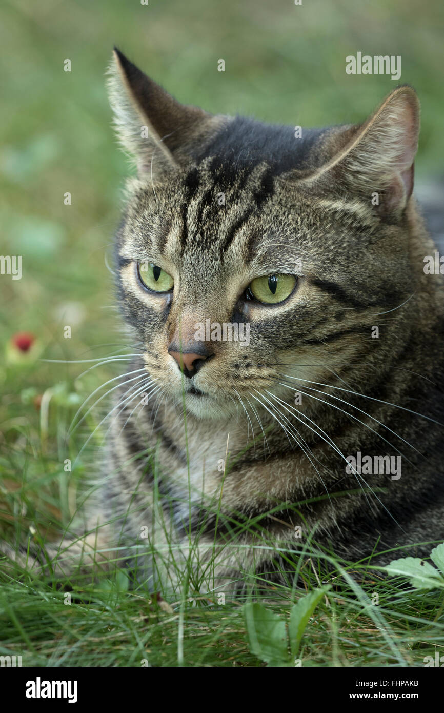 Chat domestique à l'extérieur Banque D'Images