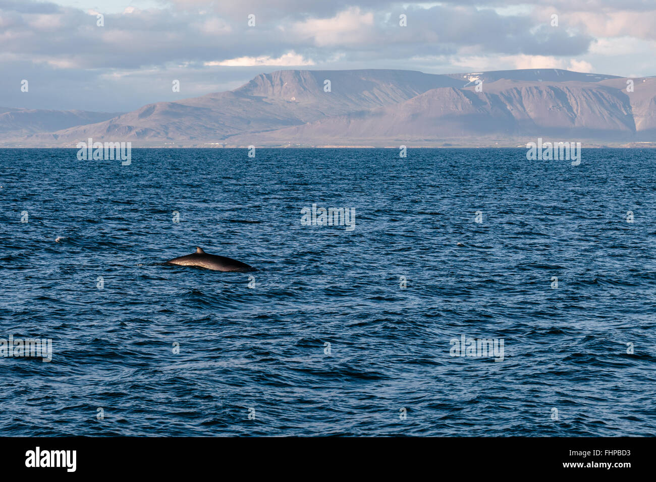 L'observation des baleines en Islande, la fin d'un petit gémissement vu dans la mer. Banque D'Images