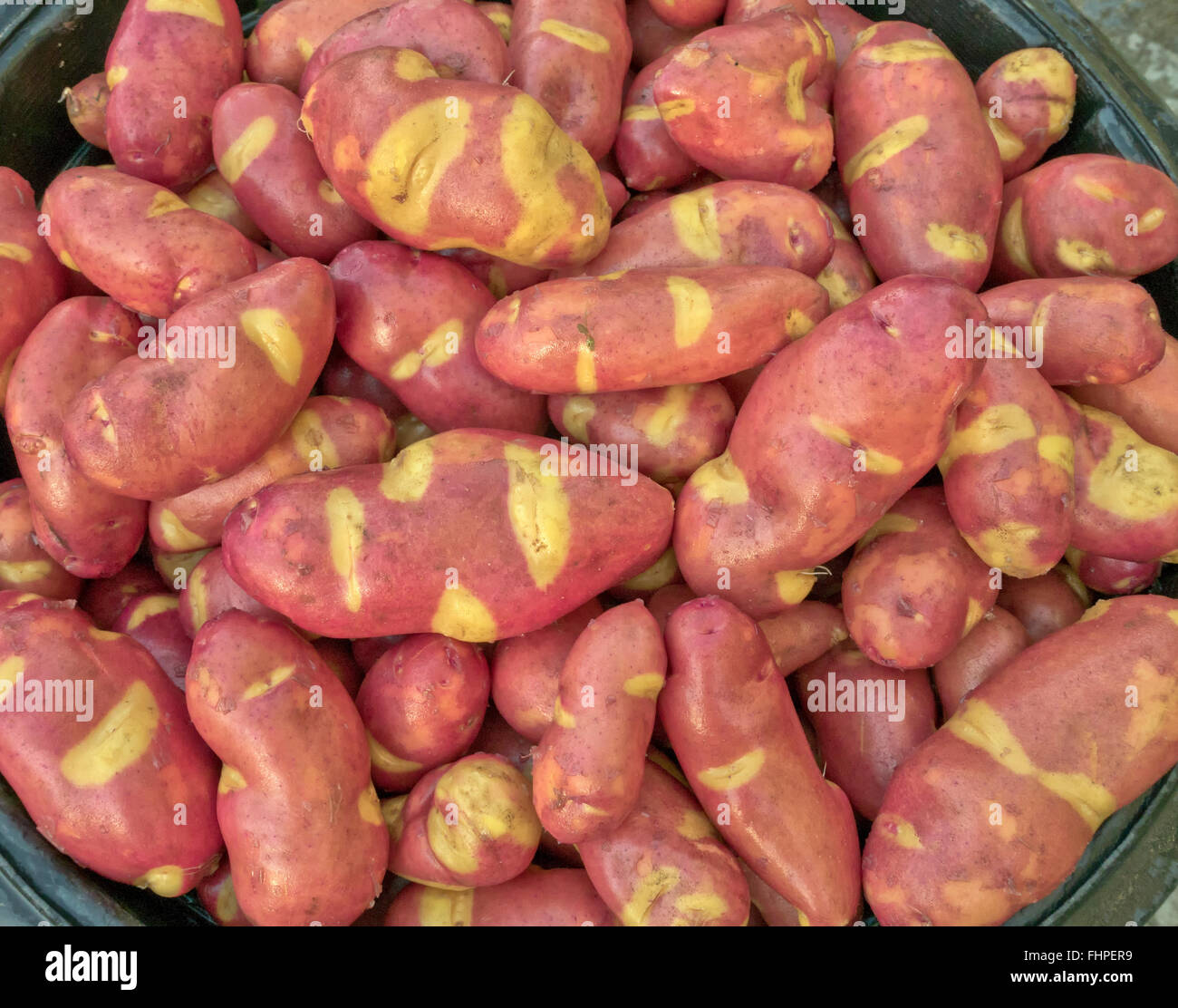 Récolte de pommes de terre 'Magic' Myrna. Banque D'Images