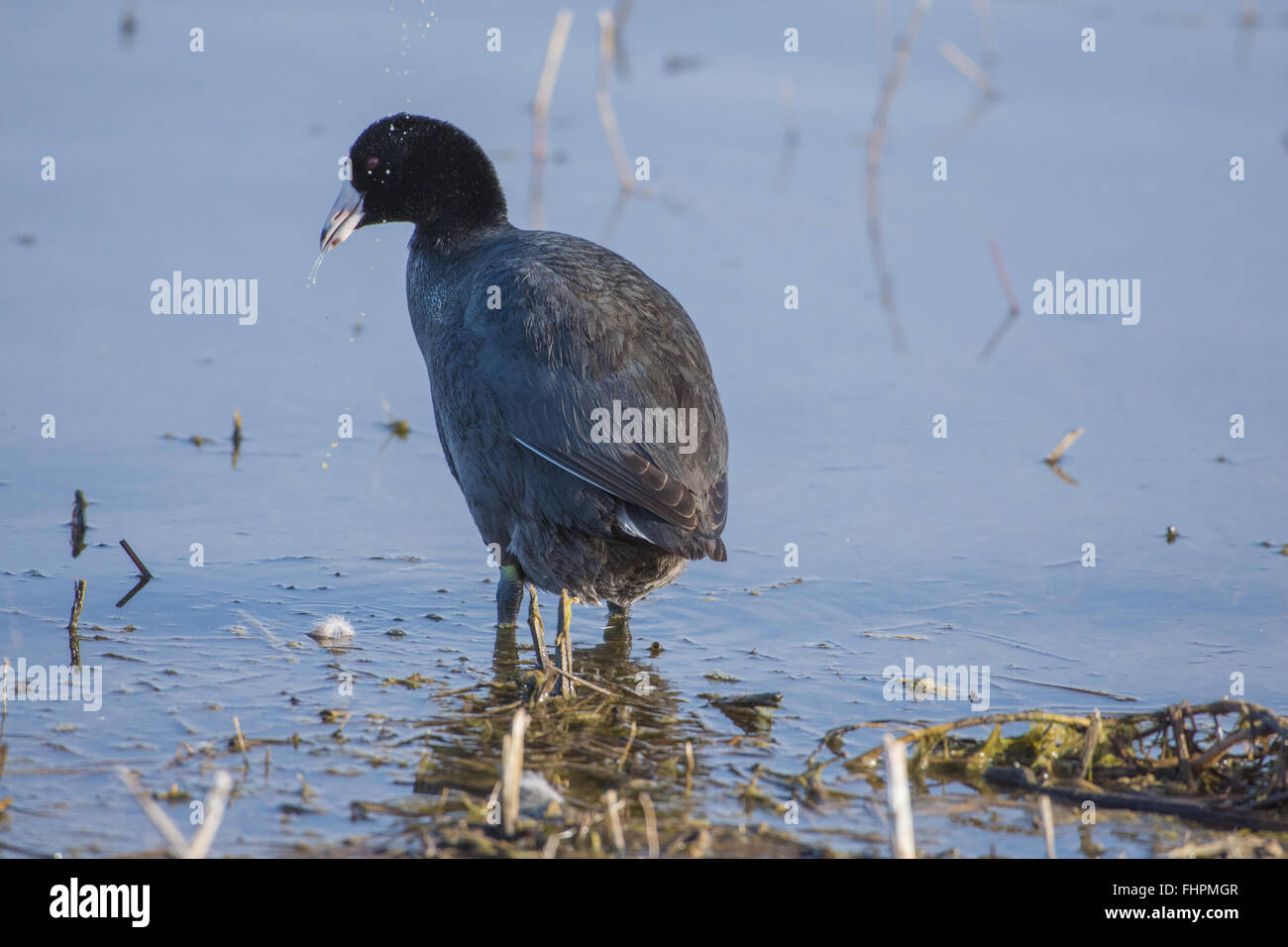 Au lissage, la Foulque d'Amérique (Fulica americana), Bosque del Apache National Wildlife Refuge, Nouveau Mexique, USA. Banque D'Images