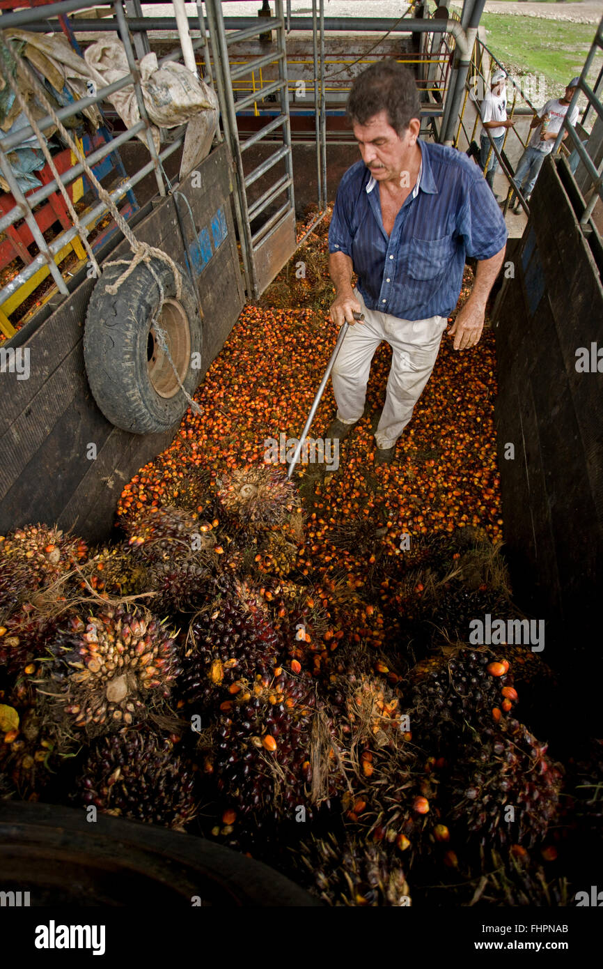La récolte des fruits de palme pour l'huile de palme, le Costa Rica Banque D'Images