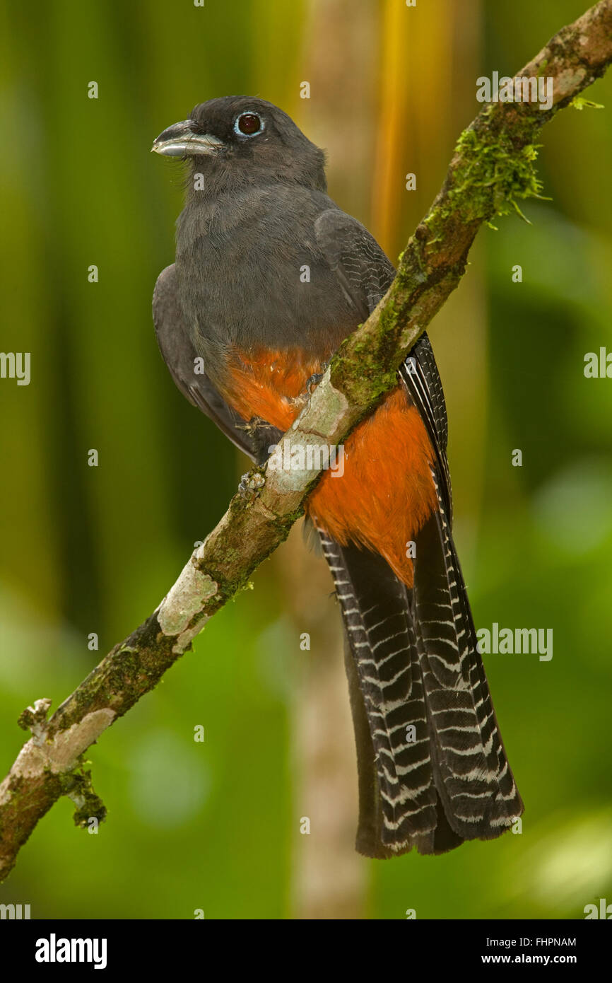 Baird (trogon Trogon bairdii), homme, forêt tropicale humide, Costa Rica Banque D'Images