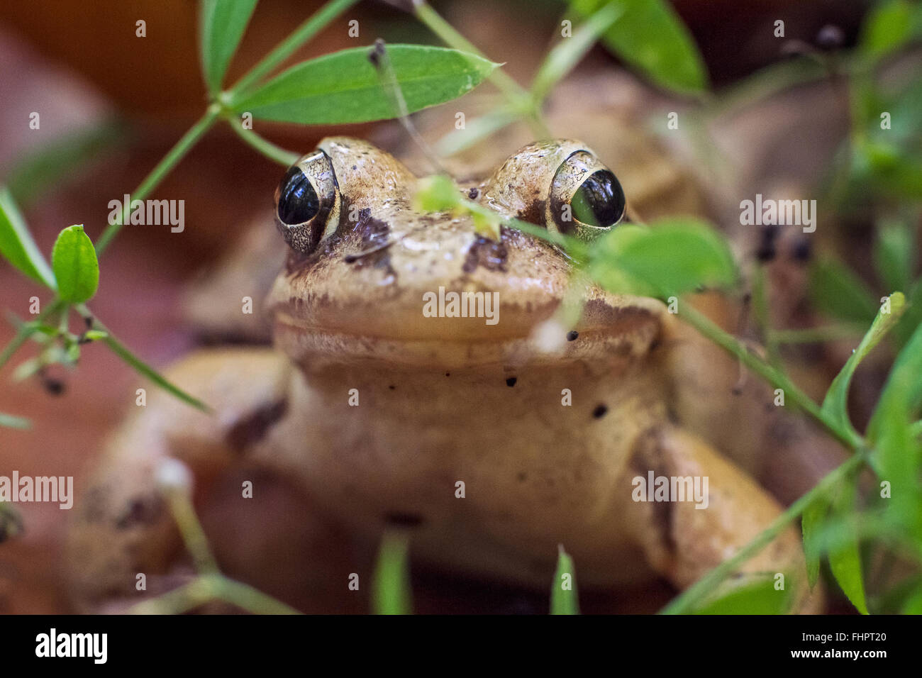 Moor frog/vrai frog closeup portrait. Une macro de l'hydrocharis - Rana arvalis. Image prise dans une forêt. L'animal est relaxant et l'observation libre. Banque D'Images