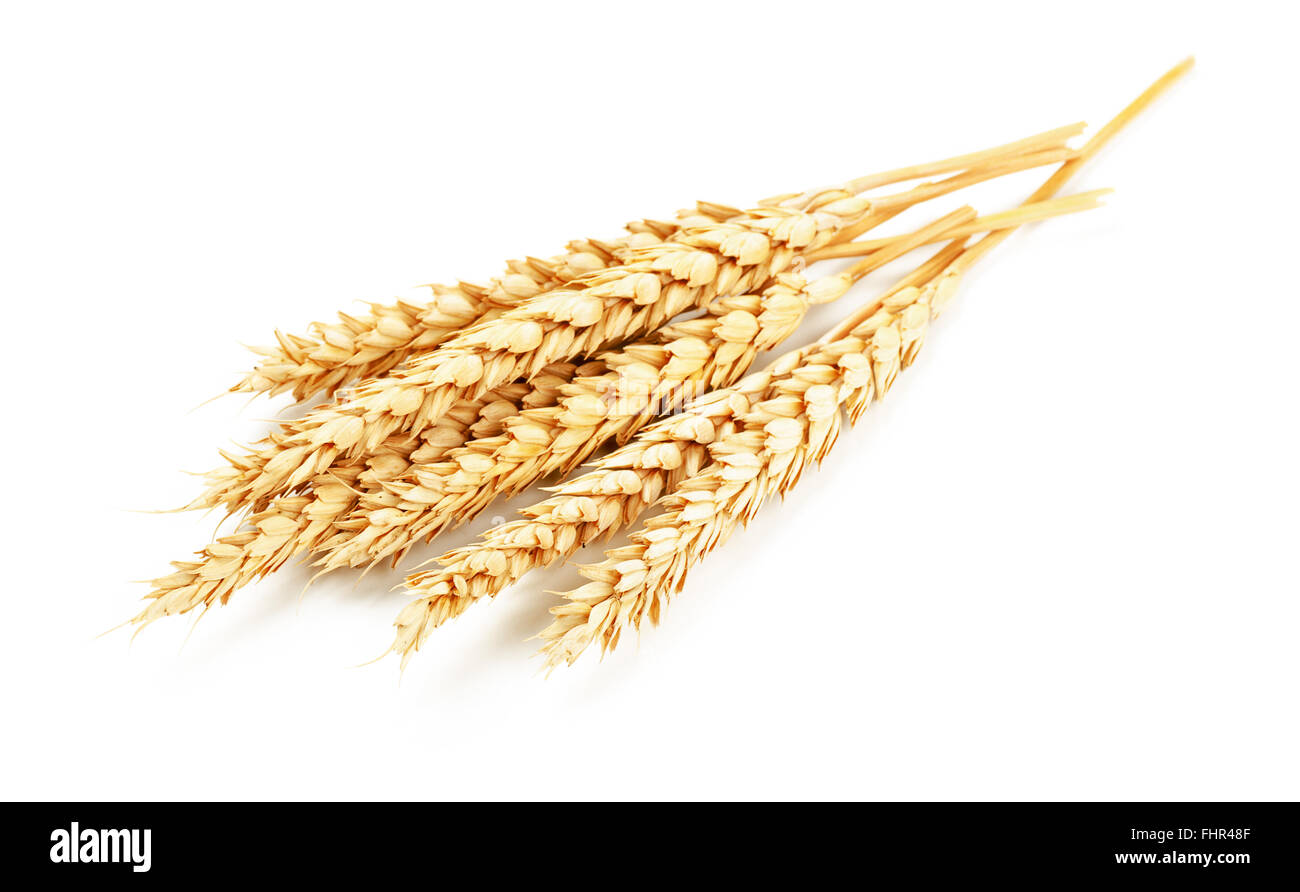 Le blé isolé sur fond blanc Banque D'Images