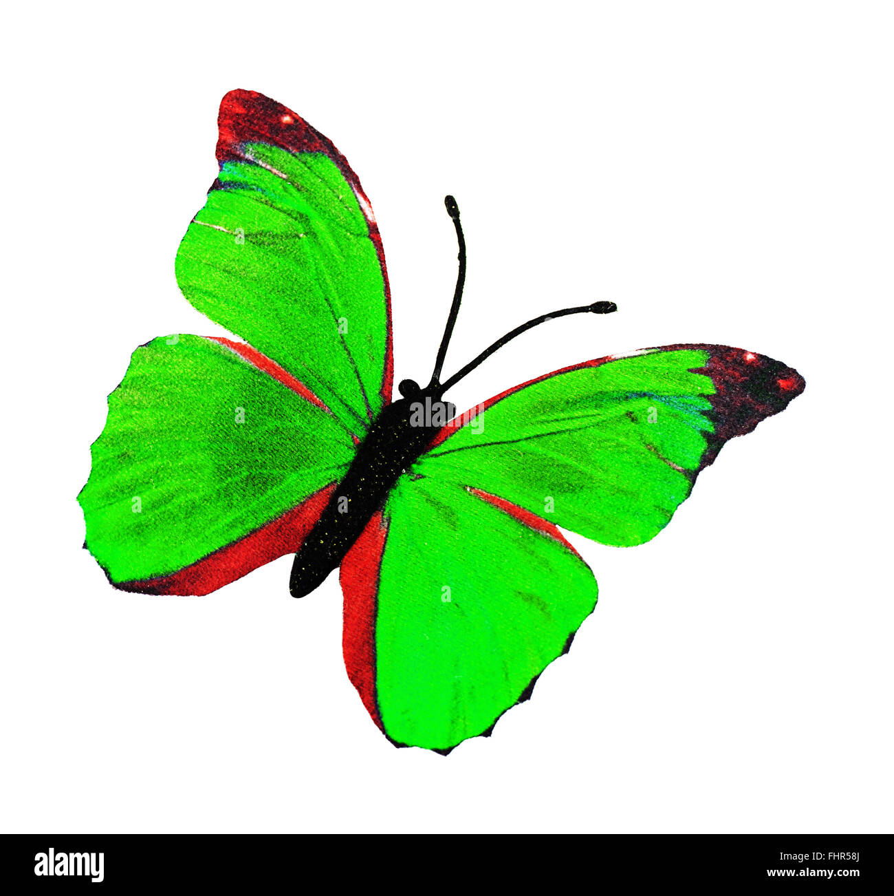 Papillon sur un fond blanc Banque D'Images