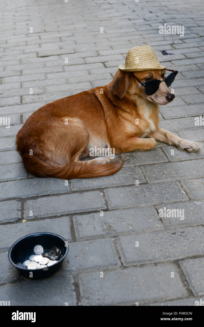 Un pauvre chien l'aumône à La Havane à Cuba Banque D'Images
