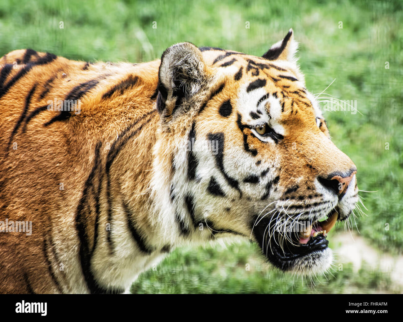 Tigre de Sibérie (Panthera tigris altaica), également connu sous le nom de l'Amur tiger, est une sous-espèce de tigre qui habitent principalement le Sikhote Alin Banque D'Images