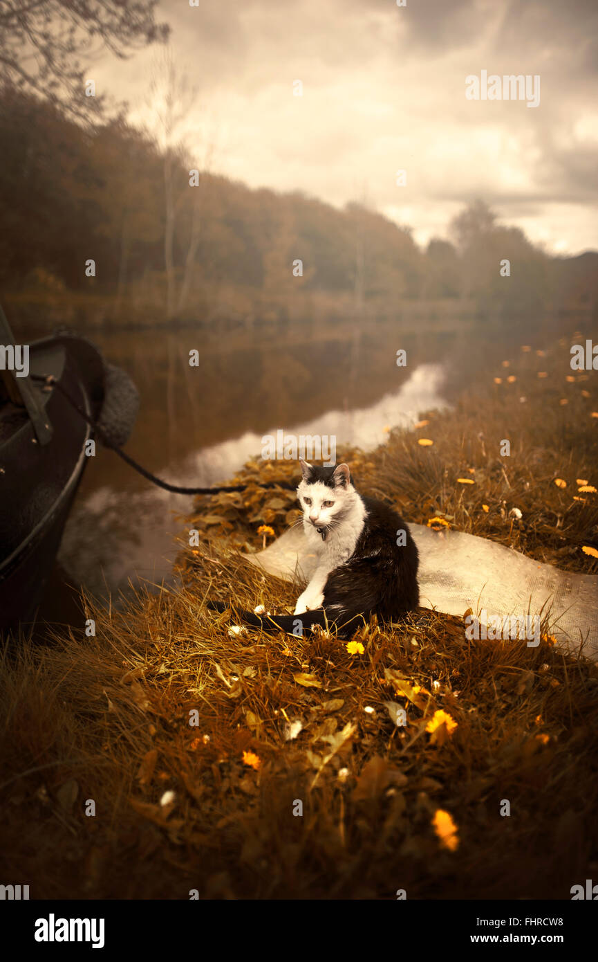 Un chat noir et blanc assis sur le bateau par la rivière sur l'herbe Banque D'Images