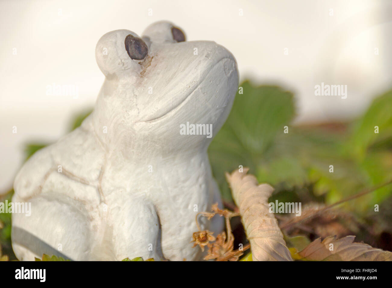 Grenouille d'arbre dans la fraiseraie Banque D'Images