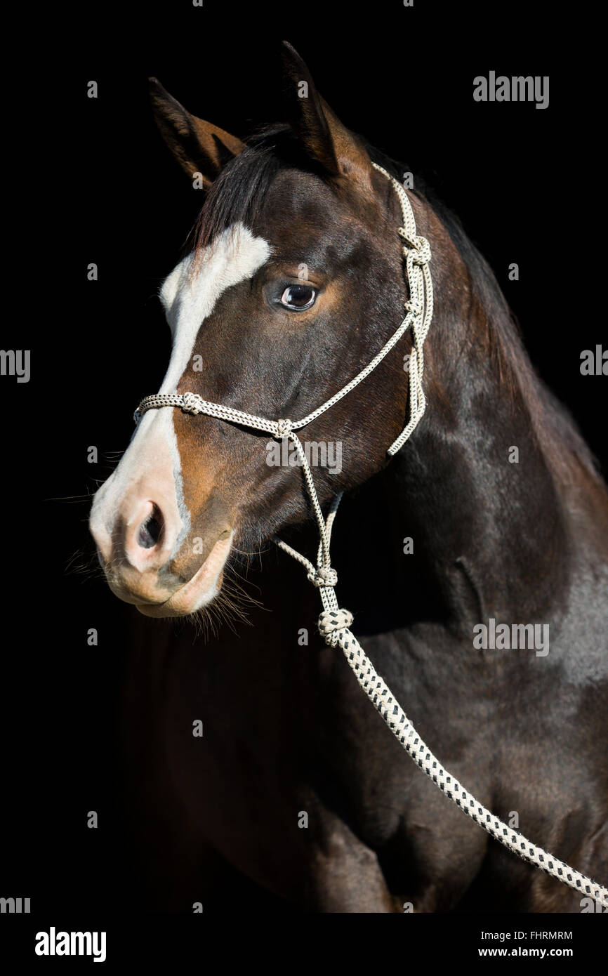 Paint Horse, cheval de la baie, avec un licou de corde, portrait Banque D'Images