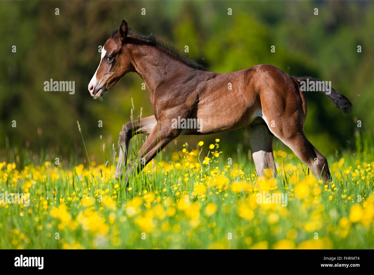 Paint Horse, cheval de la baie, poulain galopant à travers flower meadow Banque D'Images