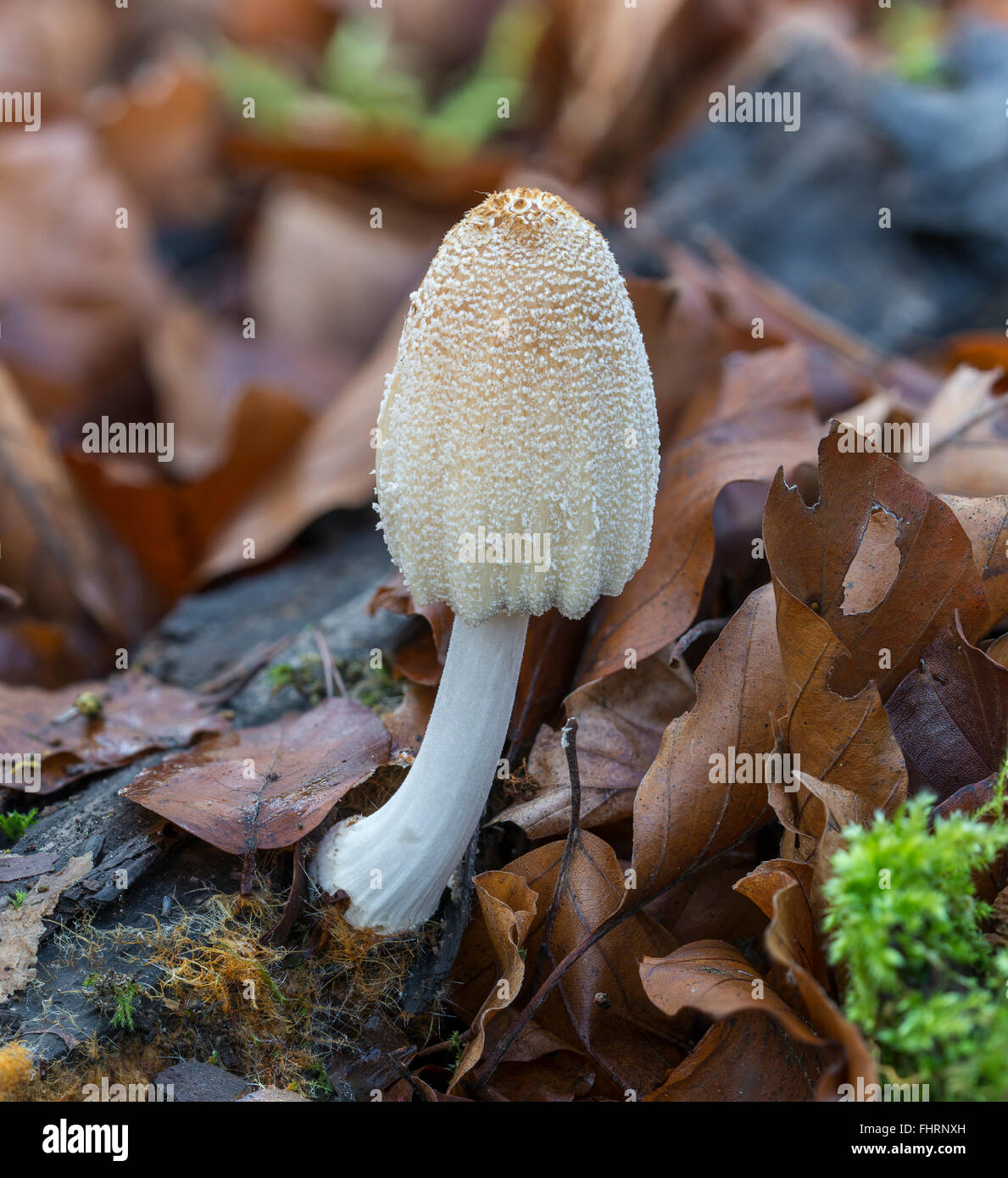 Patronymie (xanthothrix xanthothrix Patronymie) sur le bois mort entre les feuilles de hêtre, Mönchbruch, Rüsselsheim am Main, Hesse Banque D'Images