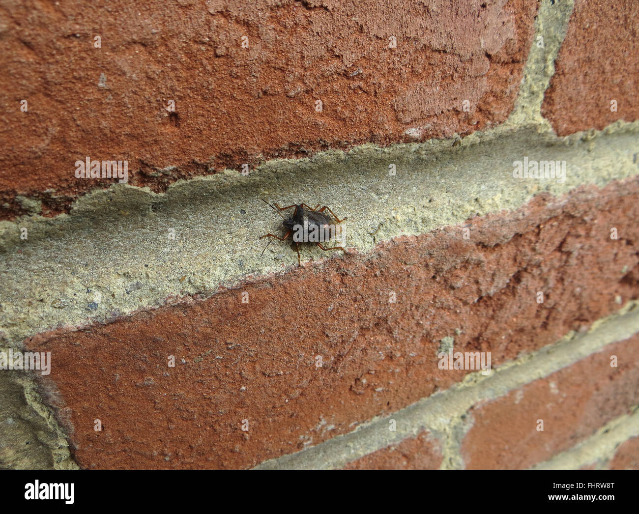 Pentatoma rufipes (bug des forêts) sur un mur de briques Banque D'Images