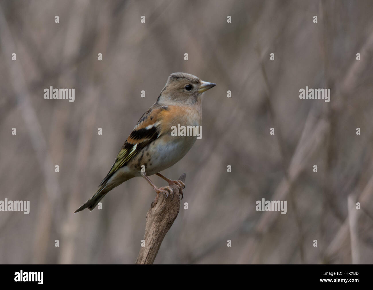 Pinson du nord (Fringilla montifringilla femelle) à Blashford Lakes, UK Banque D'Images