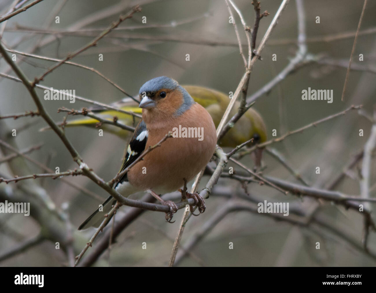 (Fringilla coelebs chaffinch mâle) à Blashford Lakes, UK, avec en arrière-plan Verdier Banque D'Images