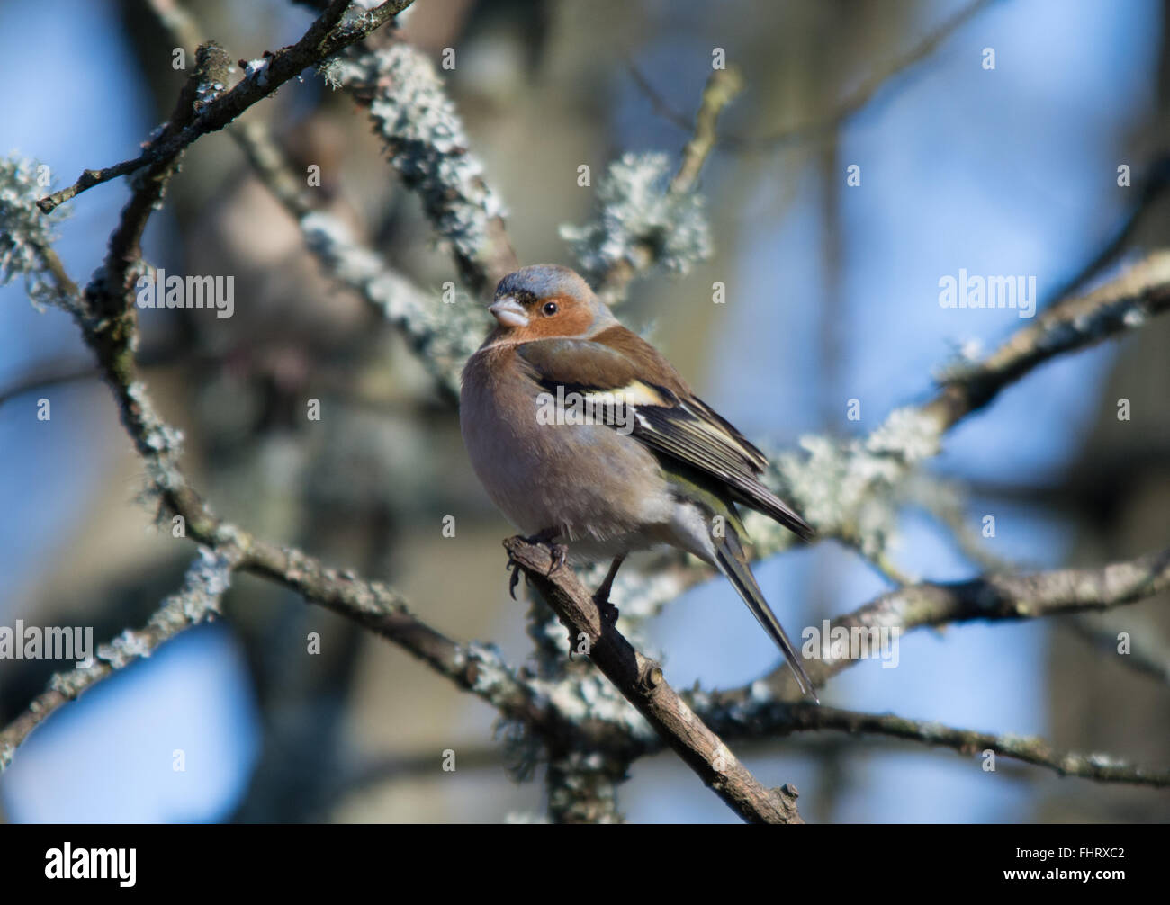 Chaffinch mâle (Fringilla coelebs) à Blashford Lakes dans le Hampshire, Angleterre, Royaume-Uni Banque D'Images