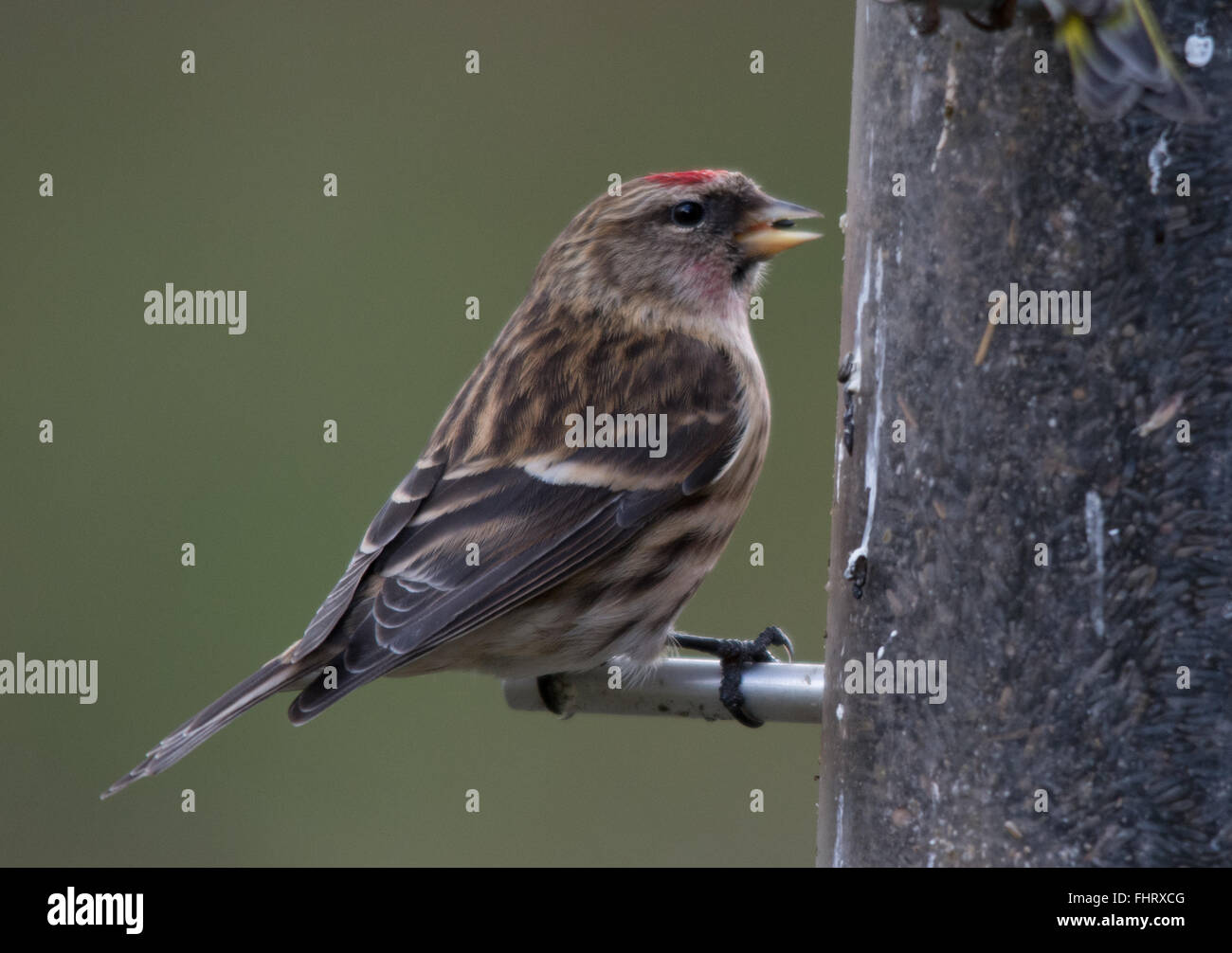 Moins grand sondage (cabaret Carduelis) à Blashford Lakes dans le Hampshire, Angleterre, Royaume-Uni Banque D'Images