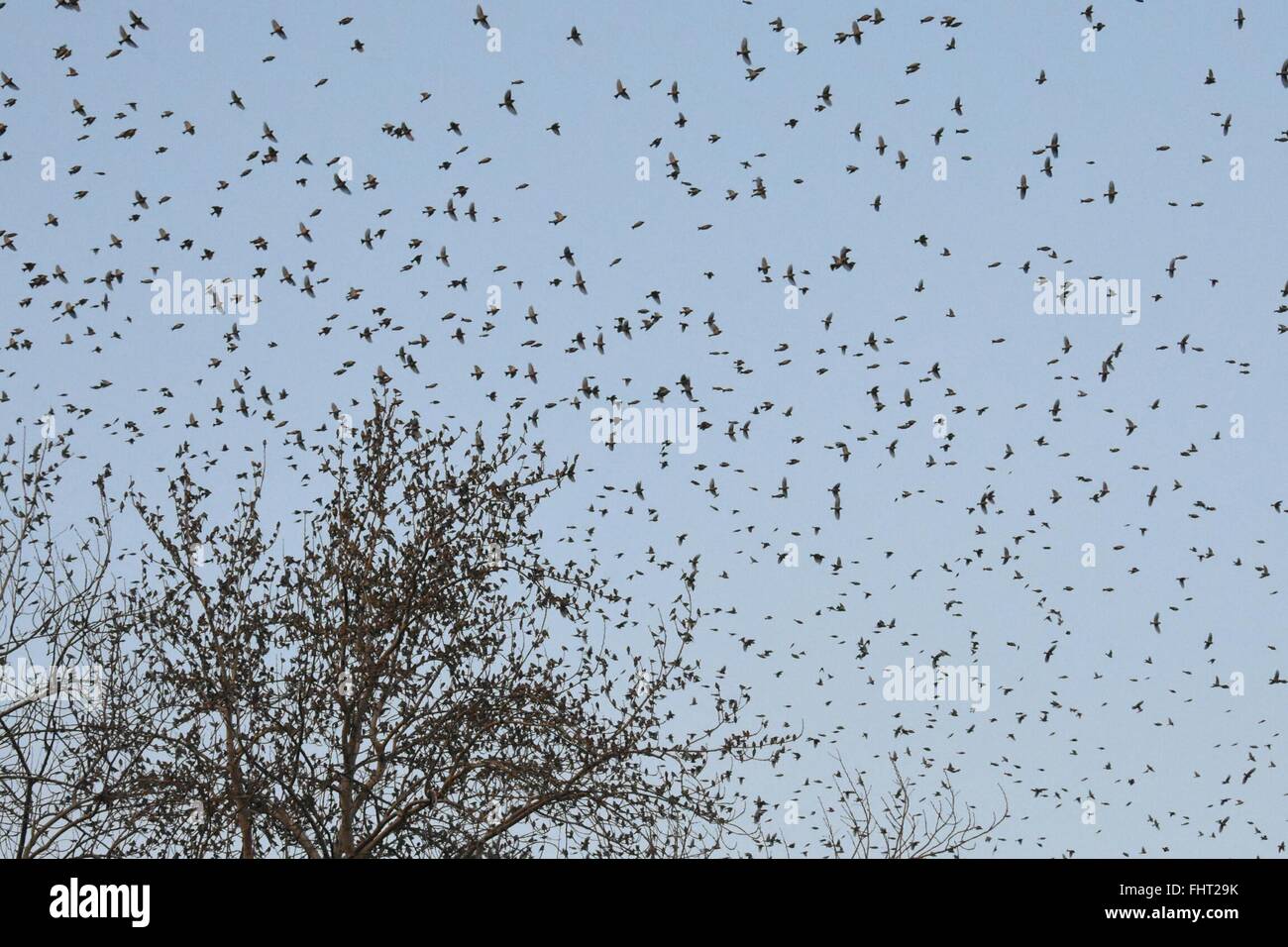 Ji'nan, Chine, la province de Shandong. Feb 24, 2016. Vols d'oiseaux des terres sur les branches près de la germination au printemps (Baotu Spring) dans la région de Ji'nan, l'est de la Chine dans la province du Shandong, le 24 février 2016. © Feng Jie/Xinhua/Alamy Live News Banque D'Images