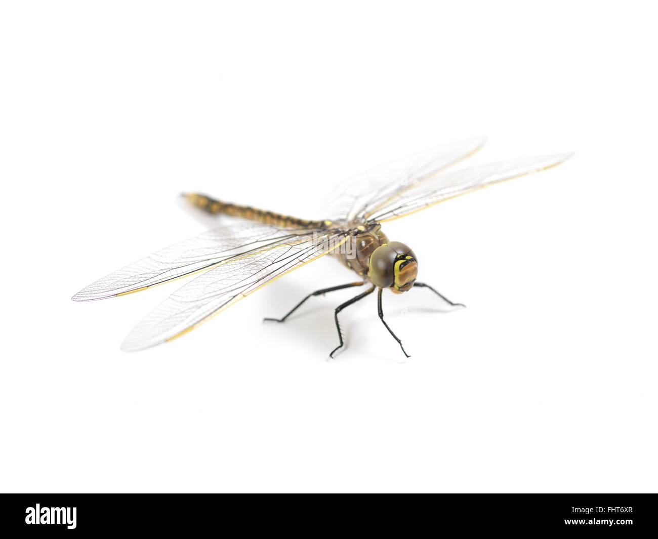 Un gros plan d'un dragon fly on white Banque D'Images