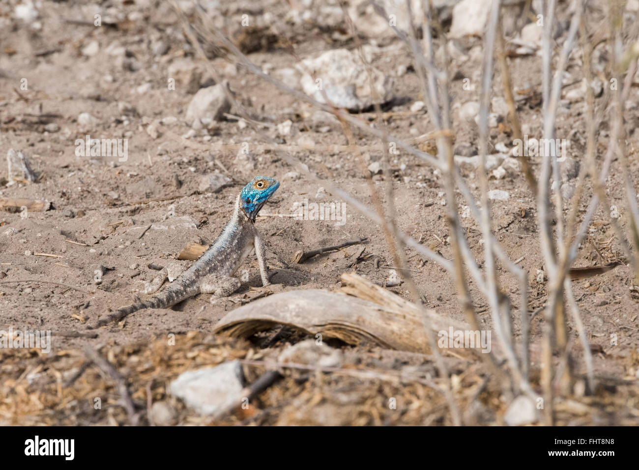 Le rock sudiste (Agama agama atra) debout sur le sable, Etosha National Park, Namibie Banque D'Images