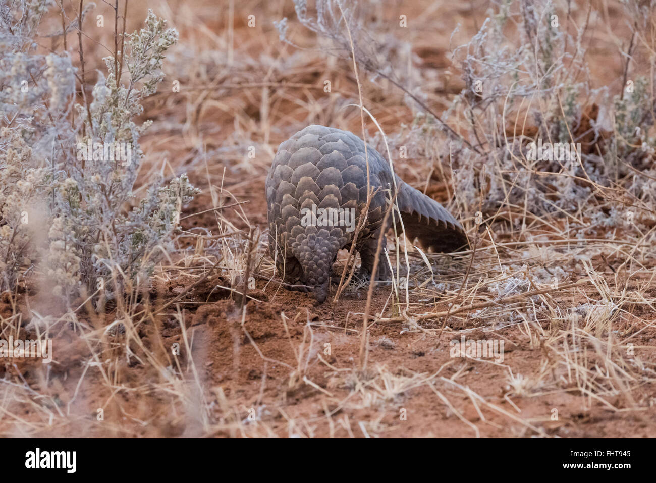 Pangolin au sol (Manis temminckii) face à l'appareil photo, la Namibie, octobre Banque D'Images