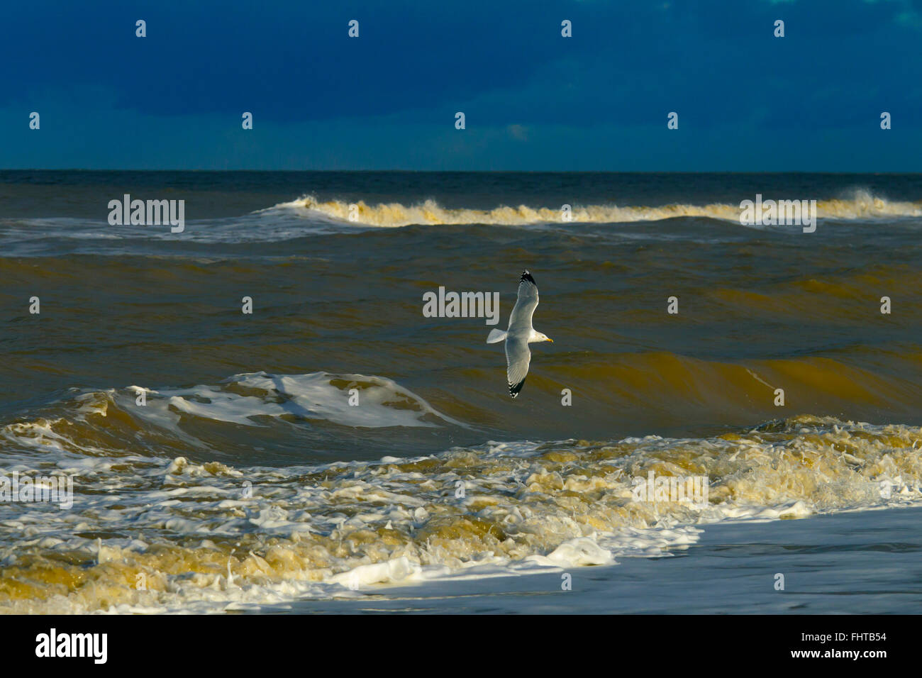 Goélands argentés Larus argentatus se nourrissant dans une mer agitée sur la côte de Norfolk Banque D'Images