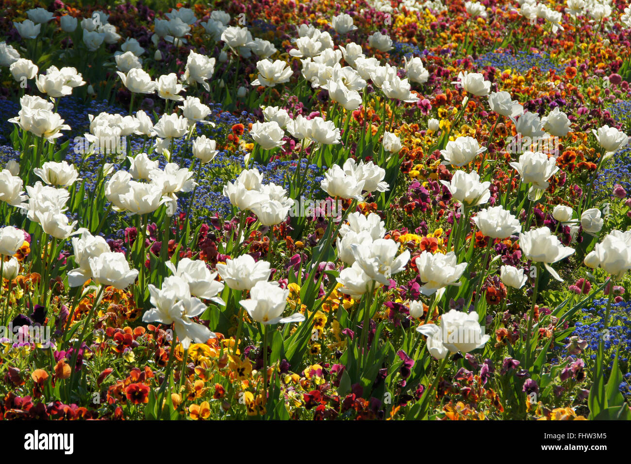 Tulipa White Triumphator, Lily flowered tulip Banque D'Images