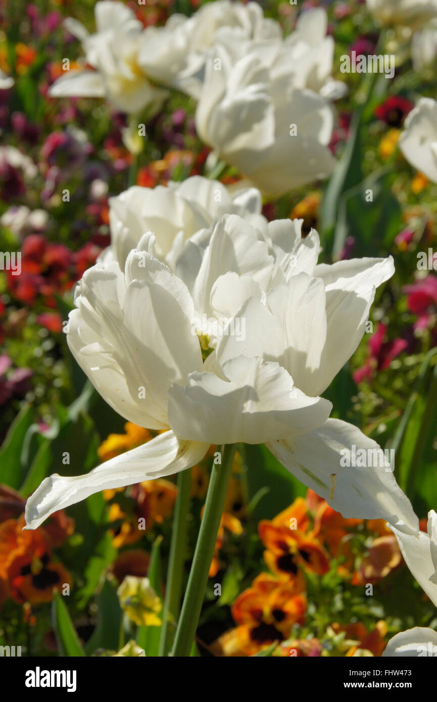 Tulipa White Triumphator, Lily flowered tulip Banque D'Images