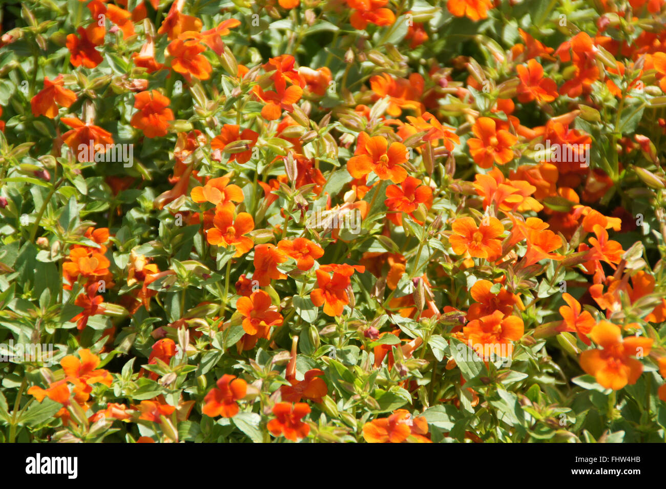 Red monkey flower Banque de photographies et d’images à haute