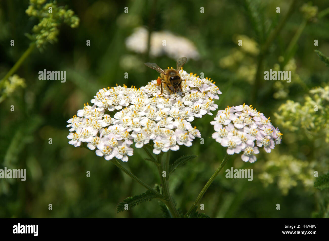 L'Achillea millefolium, l'Achillée Millefeuille Banque D'Images